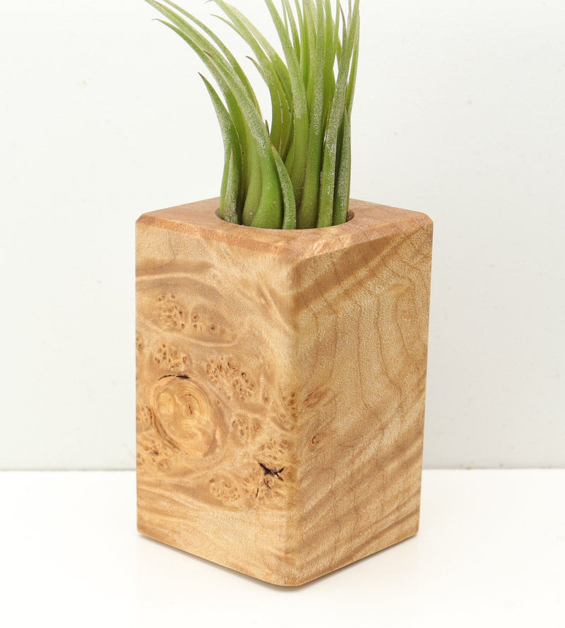 Wood Burl  Air Plant Holder - Everleigh (Wood Burl, 685253)