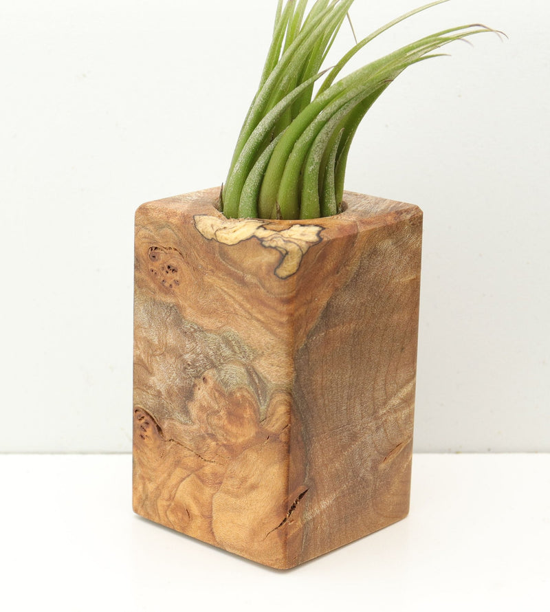 Wood Burl  Air Plant Holder - Lana (Wood Burl, 685254)