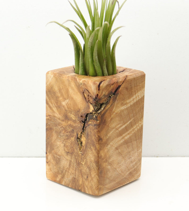 Wood Burl  Air Plant Holder - Desiree (Wood Burl, 685255)