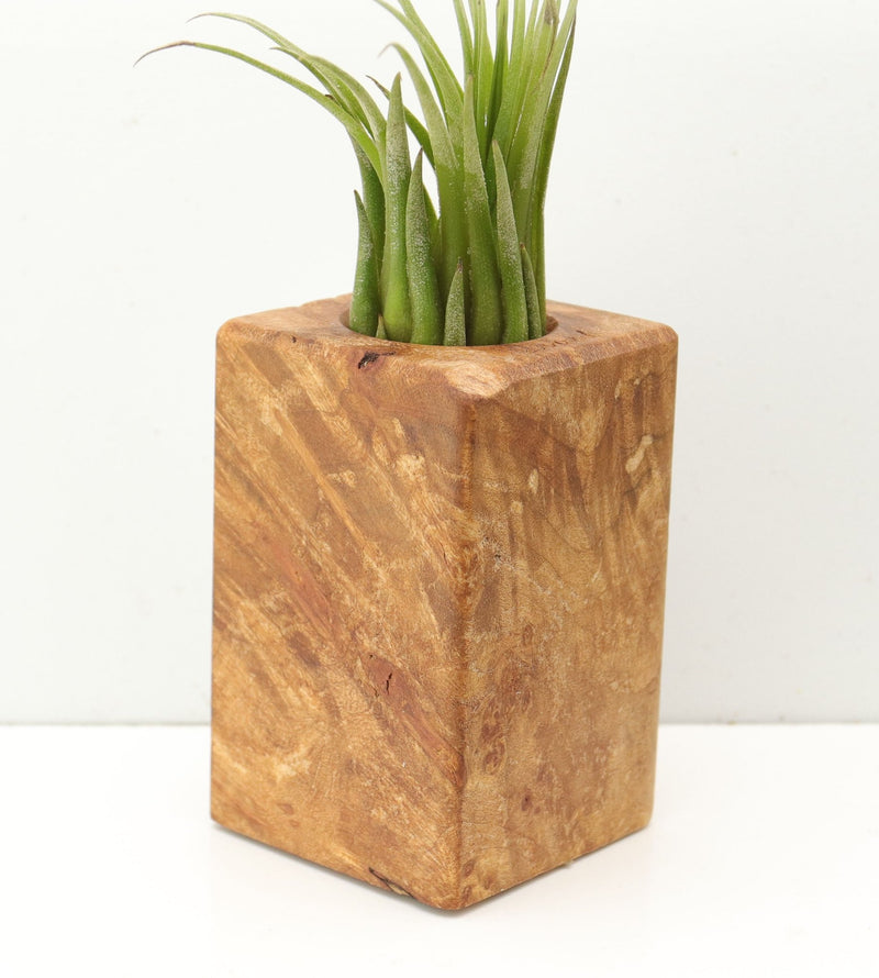Wood Burl  Air Plant Holder - Ashley (Wood Burl, 685258)