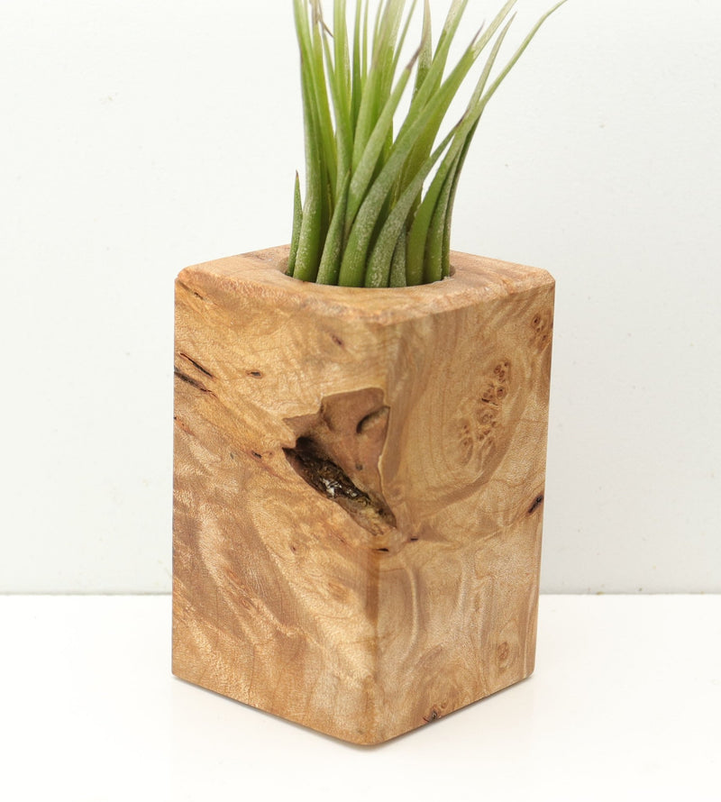 Wood Burl  Air Plant Holder - Barbara (Wood Burl, 685259)