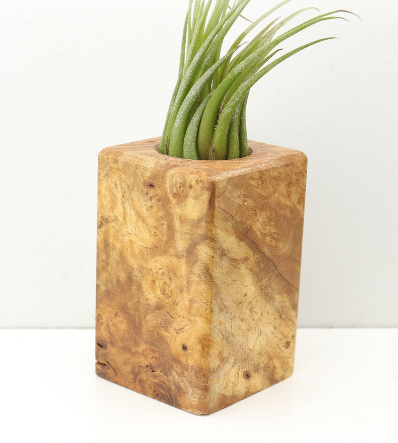 Wood Burl  Air Plant Holder - Skye (Wood Burl, 685260)
