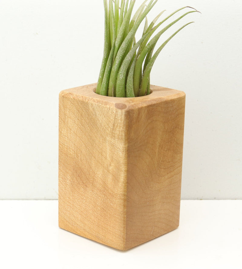 Wood Burl  Air Plant Holder - Roy (Wood Burl, 685261)