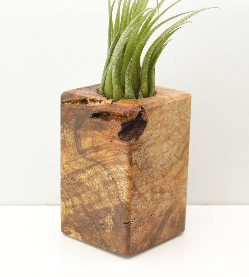 Wood Burl  Air Plant Holder - Eden (Wood Burl, 685262)
