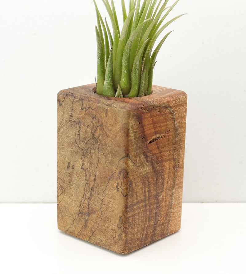 Wood Burl  Air Plant Holder - Malaysia (Wood Burl, 685264)