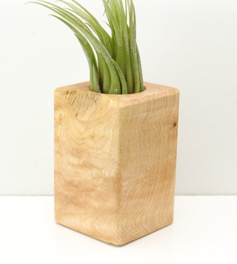 Wood Burl  Air Plant Holder - Addison (Wood Burl, 685265)