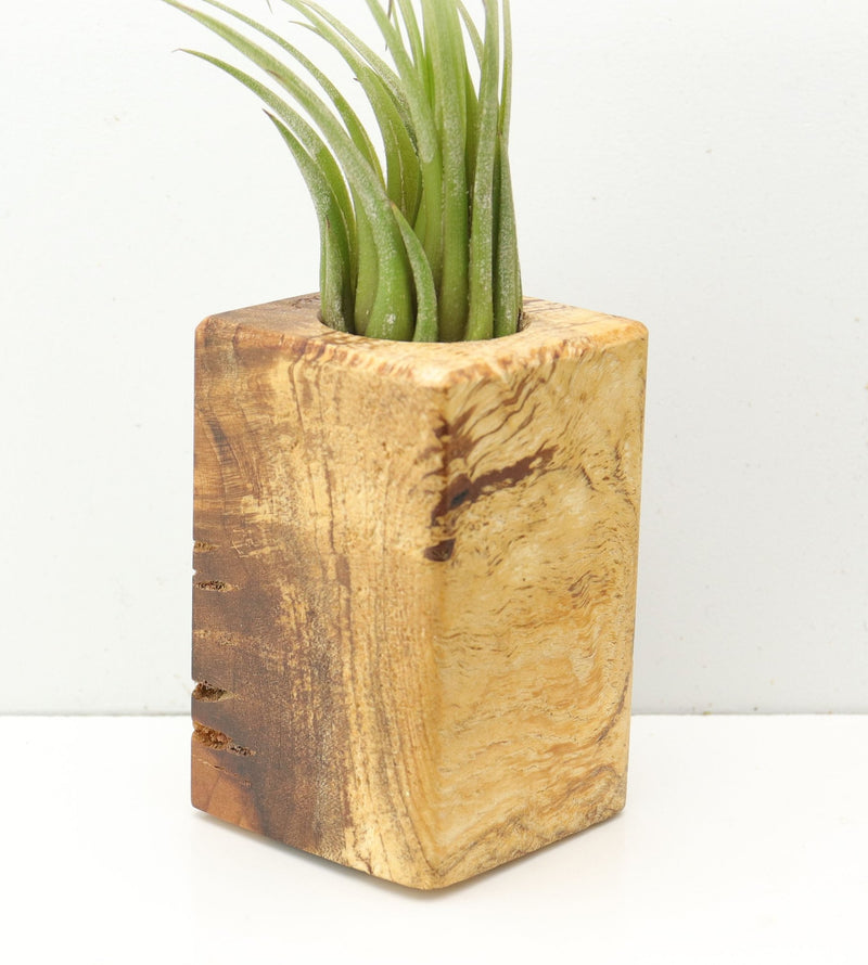 Wood Burl  Air Plant Holder - Jace (Wood Burl, 685267)