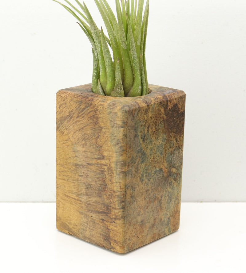 Wood Burl  Air Plant Holder - Bennie (Wood Burl, 685268)