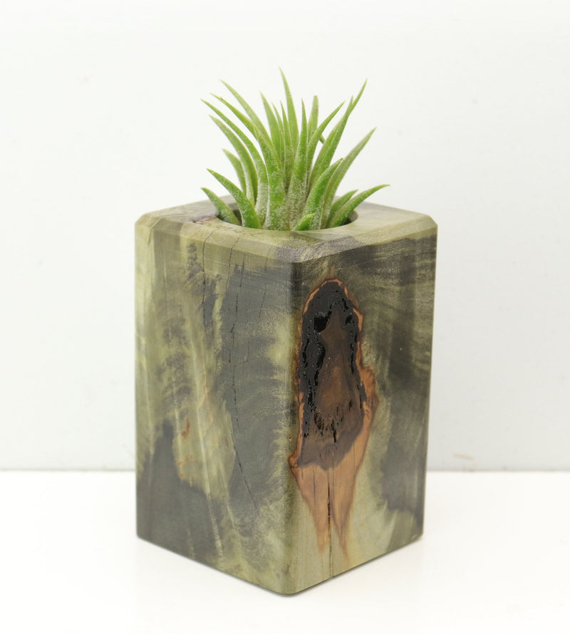 Wood Burl  Air Plant Holder - Annalise (Wood Burl, 686344)