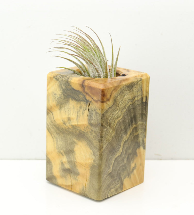 Wood Burl  Air Plant Holder - Amy (Wood Burl, 686346)