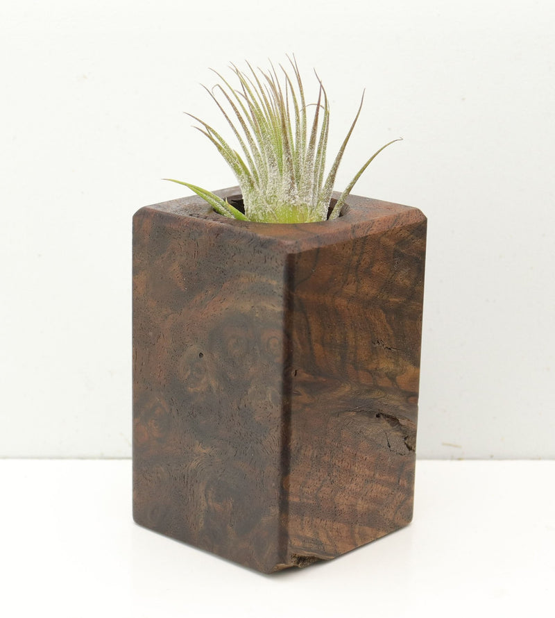 Wood Burl  Air Plant Holder - Virgil (Wood Burl, 686347)