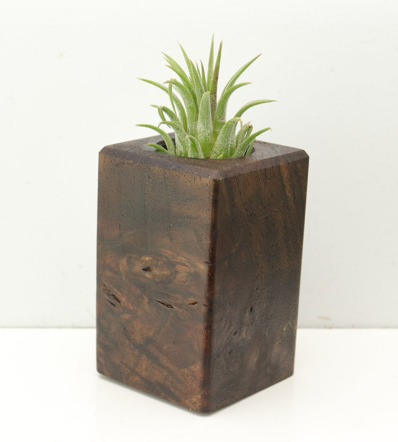 Wood Burl  Air Plant Holder - Jaelyn (Wood Burl, 686348)
