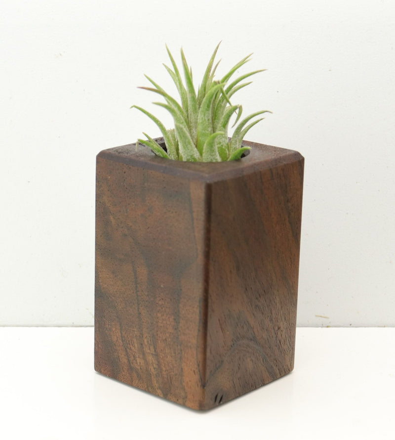 Wood Burl  Air Plant Holder - Garrett (Wood Burl, 686349)