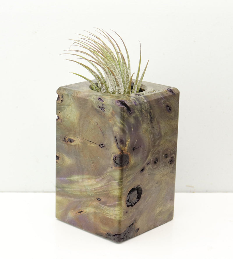 Wood Burl  Air Plant Holder - Anthony (Wood Burl, 686350)