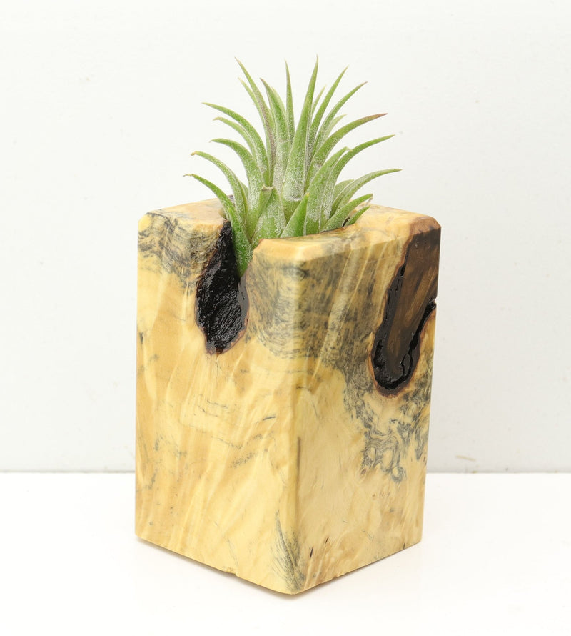 Wood Burl  Air Plant Holder - Marjorie (Wood Burl, 686351)