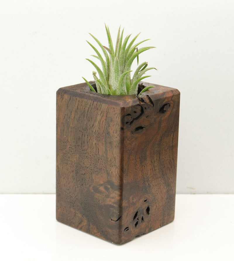 Wood Burl  Air Plant Holder - Clinton (Wood Burl, 686352)