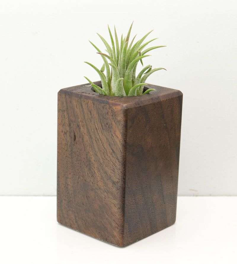 Wood Burl  Air Plant Holder - Hailee (Wood Burl, 686353)