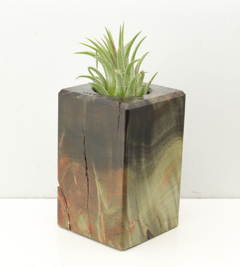 Wood Burl  Air Plant Holder - Keri (Wood Burl, 686354)