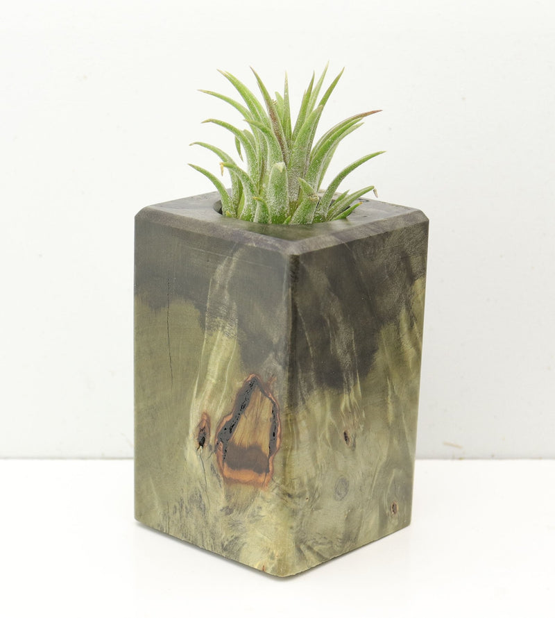 Wood Burl  Air Plant Holder - Kennedy (Wood Burl, 686355)