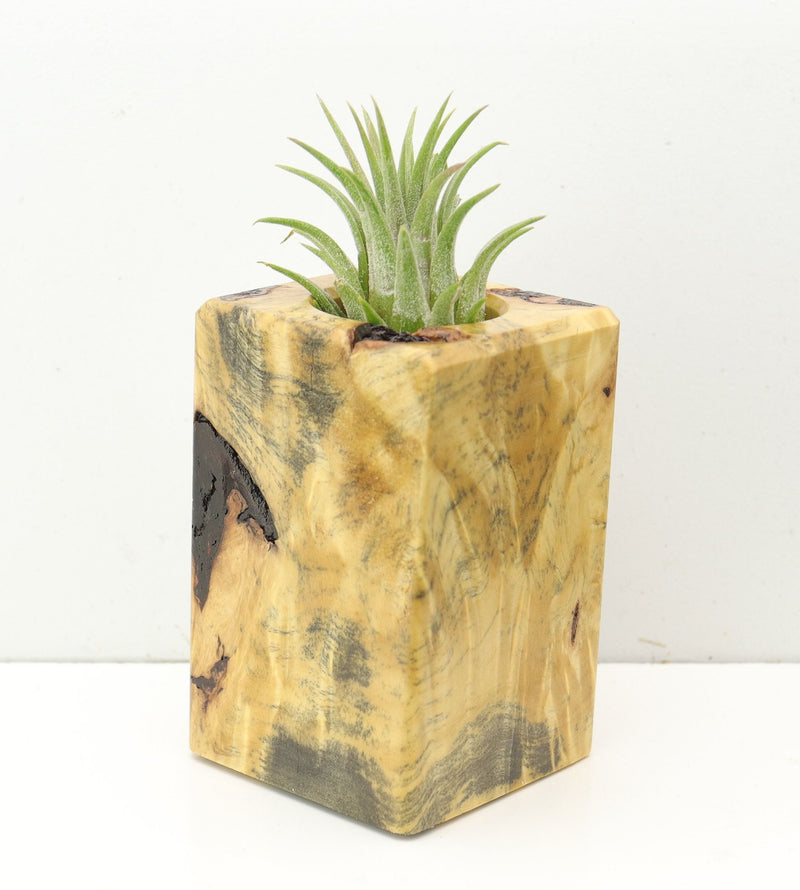 Wood Burl  Air Plant Holder - Ethan (Wood Burl, 686356)