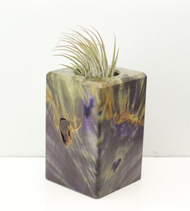Wood Burl  Air Plant Holder - Wren (Wood Burl, 686357)