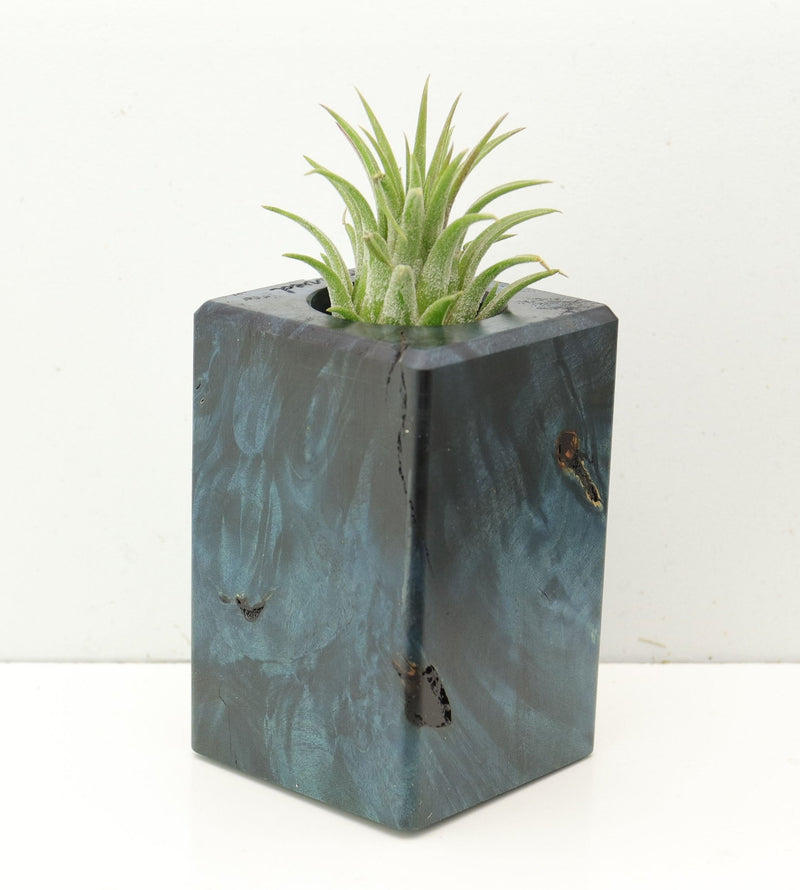 Wood Burl  Air Plant Holder - Edgar (Wood Burl, 686358)