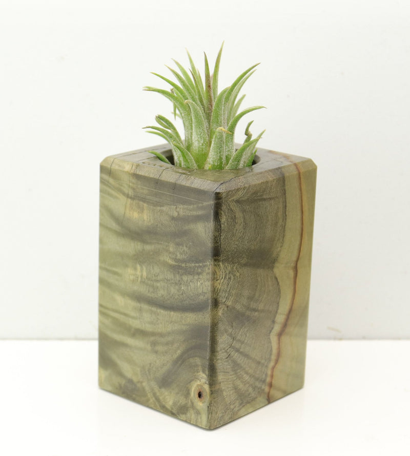 Wood Burl  Air Plant Holder - Willis (Wood Burl, 686359)