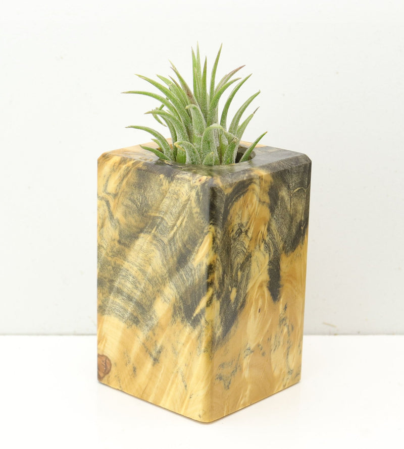 Wood Burl  Air Plant Holder - Issac (Wood Burl, 686360)