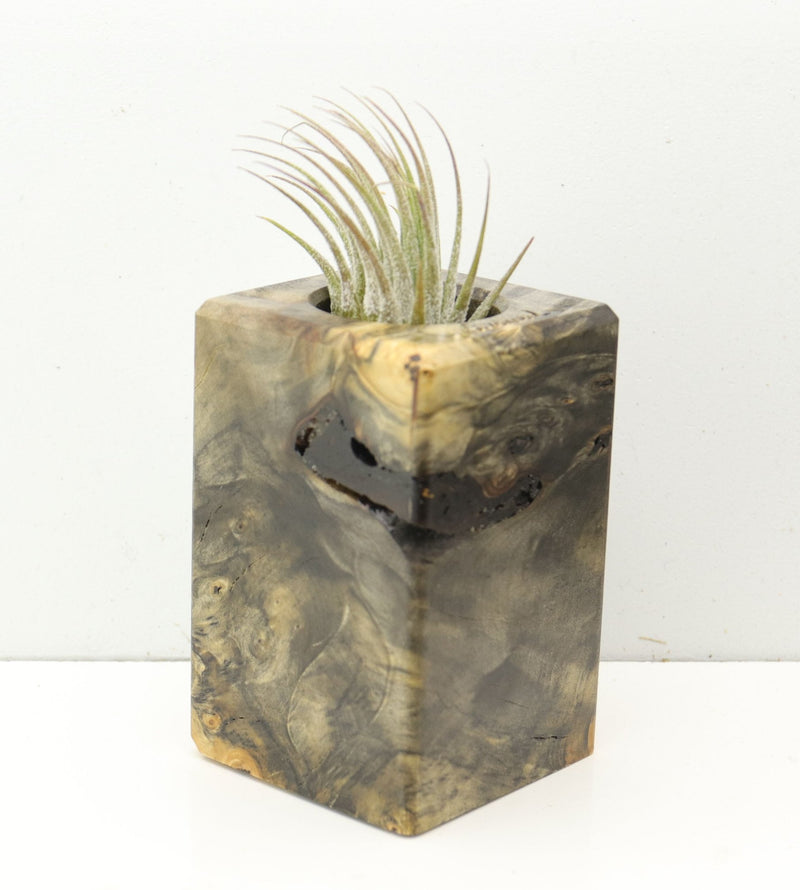 Wood Burl  Air Plant Holder - Brody (Wood Burl, 686361)