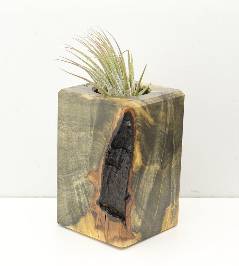 Wood Burl  Air Plant Holder - Abel (Wood Burl, 686362)