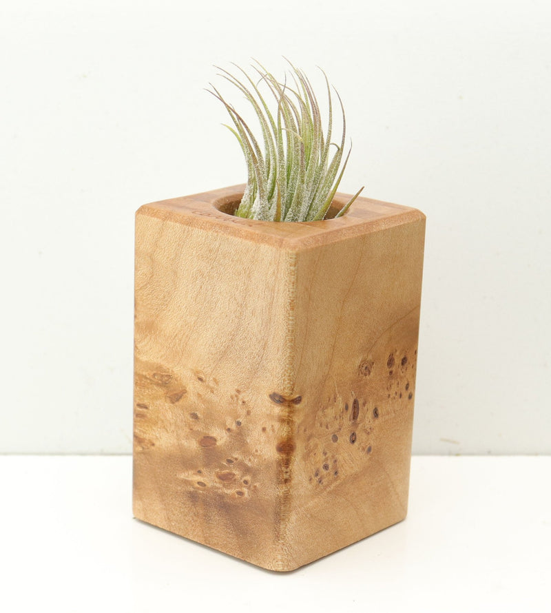 Wood Burl  Air Plant Holder - Sabrina (Wood Burl, 686363)