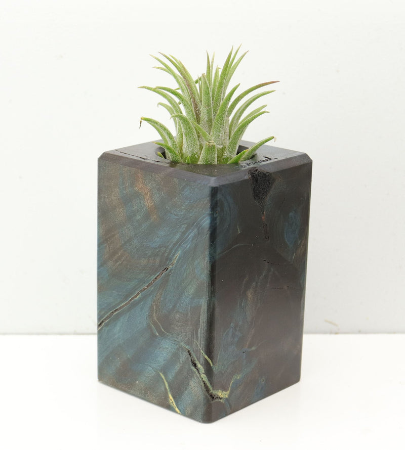 Wood Burl  Air Plant Holder - Clayton (Wood Burl, 686364)
