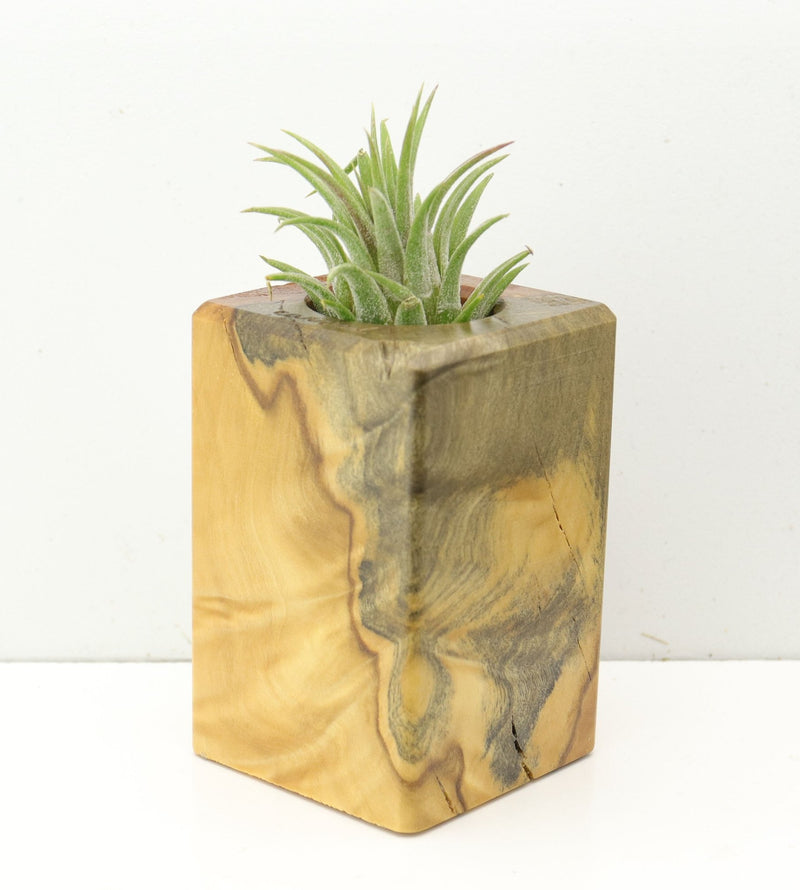 Wood Burl  Air Plant Holder - Ashlee (Wood Burl, 686365)