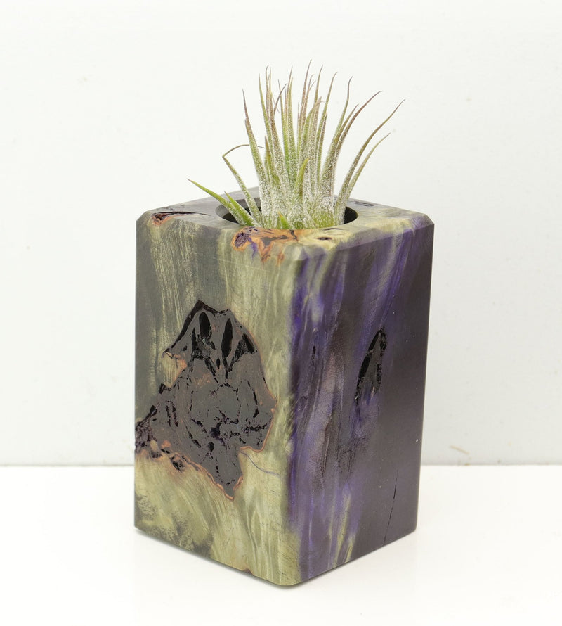 Wood Burl  Air Plant Holder - Kinsley (Wood Burl, 686366)