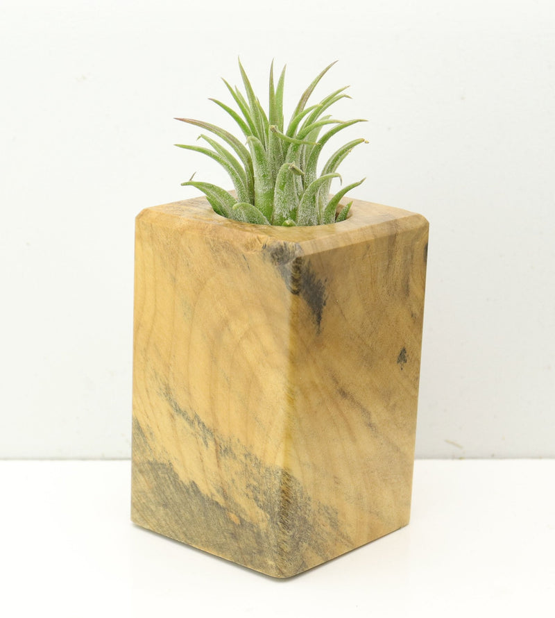 Wood Burl  Air Plant Holder - Rex (Wood Burl, 686368)