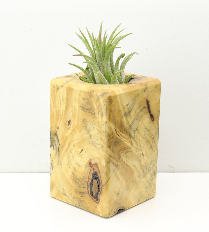 Wood Burl  Air Plant Holder - Hudson (Wood Burl, 686369)