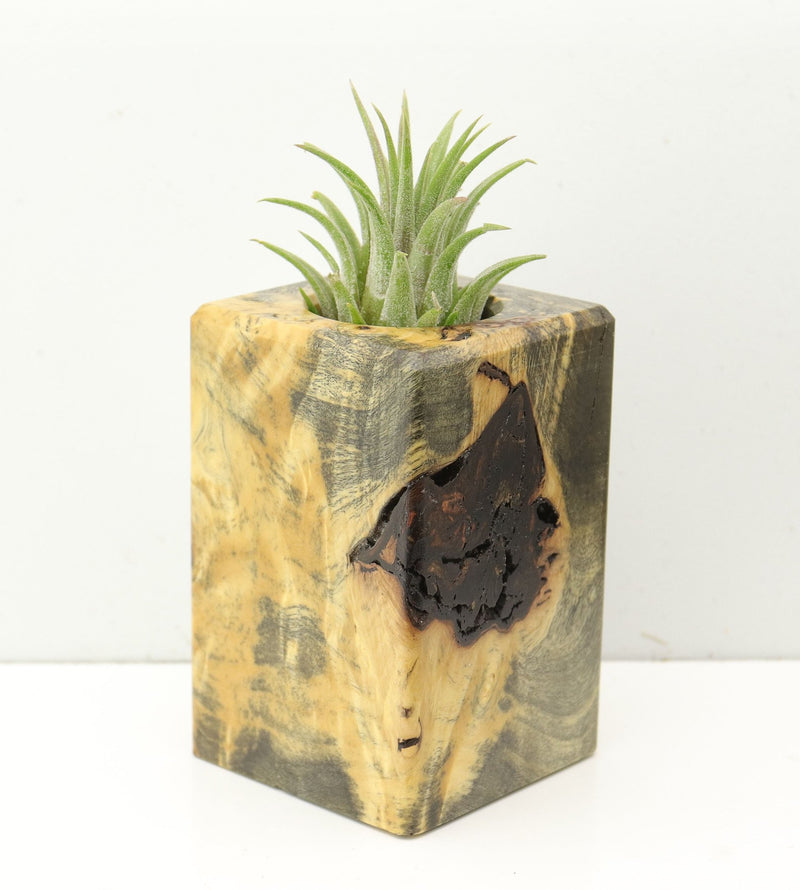 Wood Burl  Air Plant Holder - Tyra (Wood Burl, 686370)