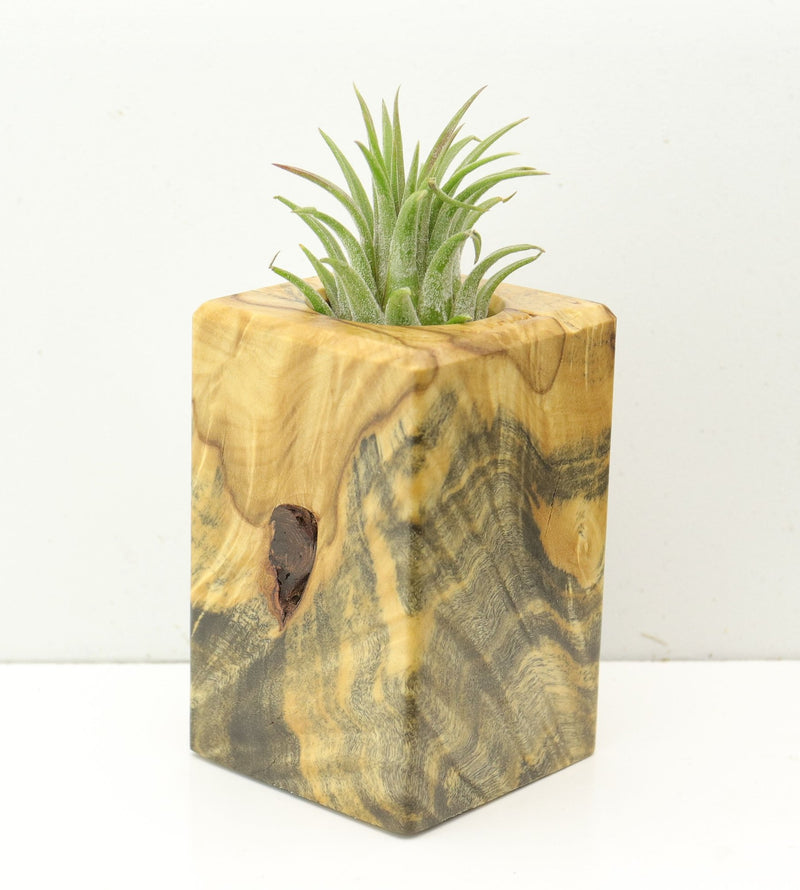 Wood Burl  Air Plant Holder - Sullivan (Wood Burl, 686371)