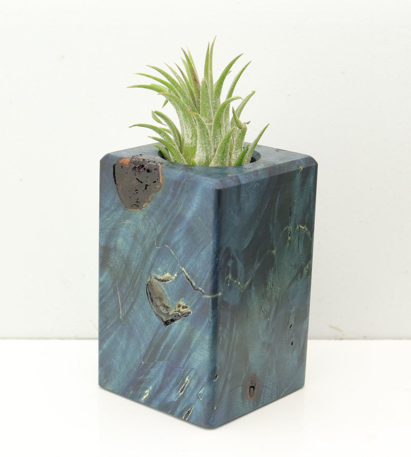 Wood Burl  Air Plant Holder - Yvette (Wood Burl, 686372)