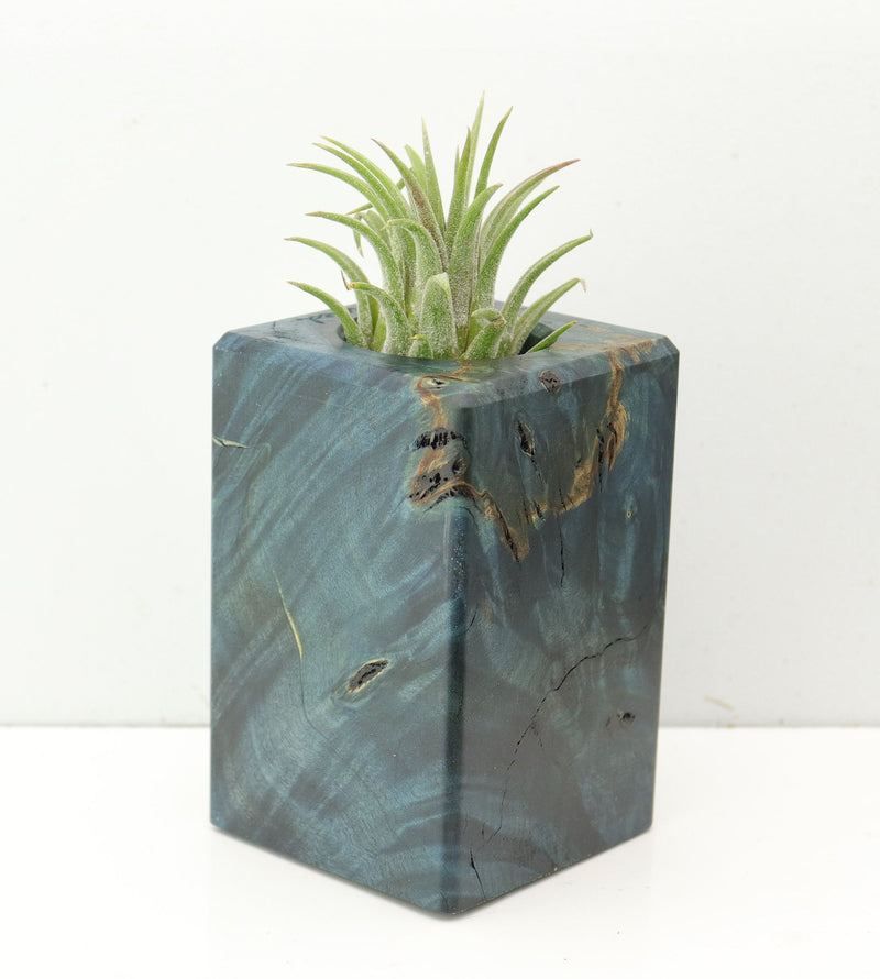 Wood Burl  Air Plant Holder - Kobe (Wood Burl, 686373)