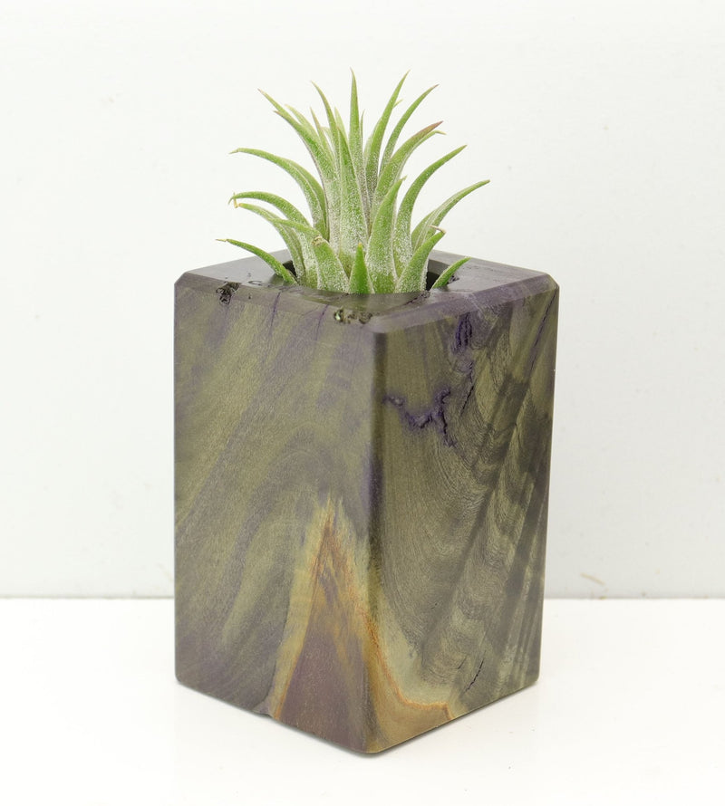 Wood Burl  Air Plant Holder - Morgan (Wood Burl, 686374)