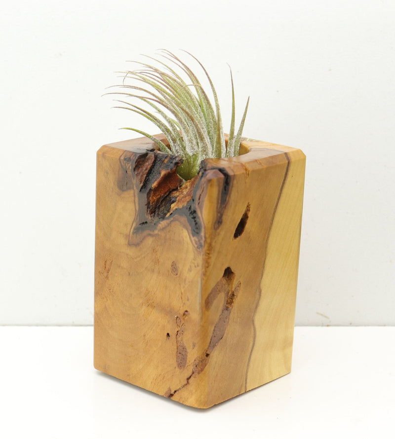 Wood Burl  Air Plant Holder - Desmond (Wood Burl, 686375)