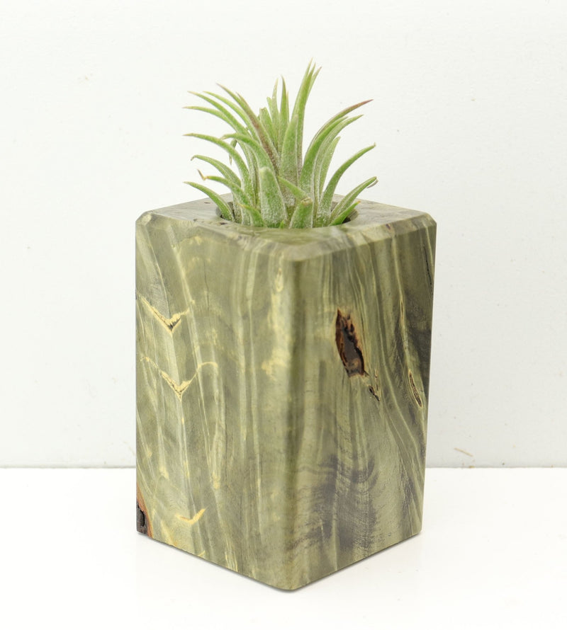 Wood Burl  Air Plant Holder - Raiden (Wood Burl, 686378)