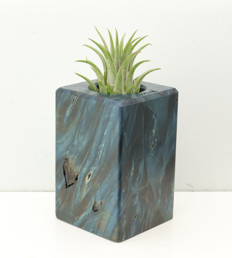 Wood Burl  Air Plant Holder - Erik (Wood Burl, 686379)
