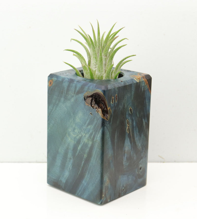 Wood Burl  Air Plant Holder - Ginger (Wood Burl, 686380)