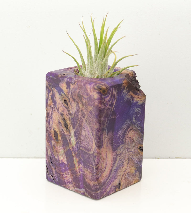 Wood Burl  Air Plant Holder - Brendon (Wood Burl, 686762)