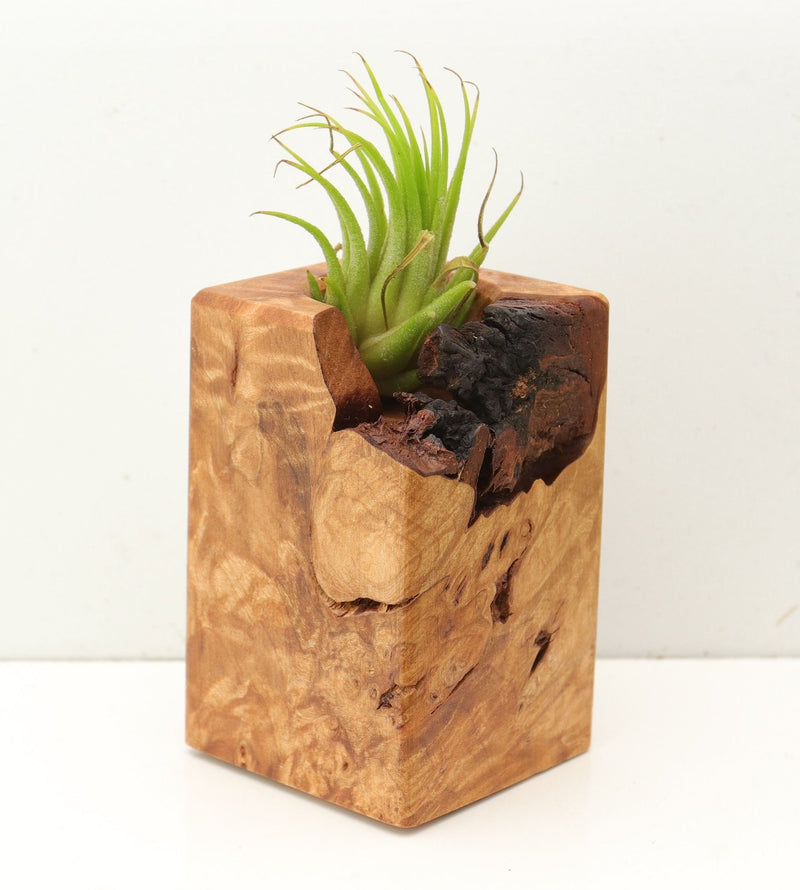 Wood Burl  Air Plant Holder - Brynn (Wood Burl, 689715)