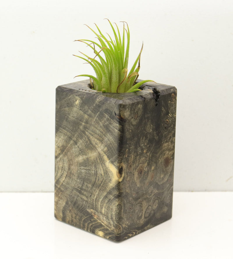 Wood Burl  Air Plant Holder - Ethel (Wood Burl, 689716)