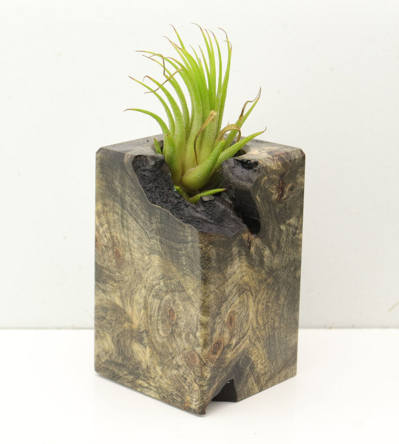 Wood Burl  Air Plant Holder - Bennie (Wood Burl, 689717)