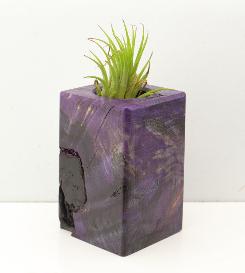 Wood Burl  Air Plant Holder - Ramon (Wood Burl, 689718)